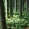 DSC00242
