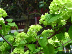 IMAG0033