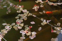 DSC00229