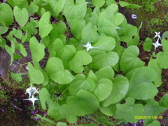 IMAG0025