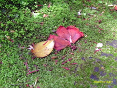IMAG0017