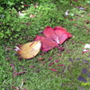IMAG0017