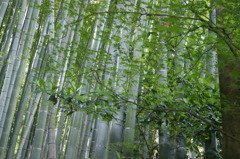 DSC00231