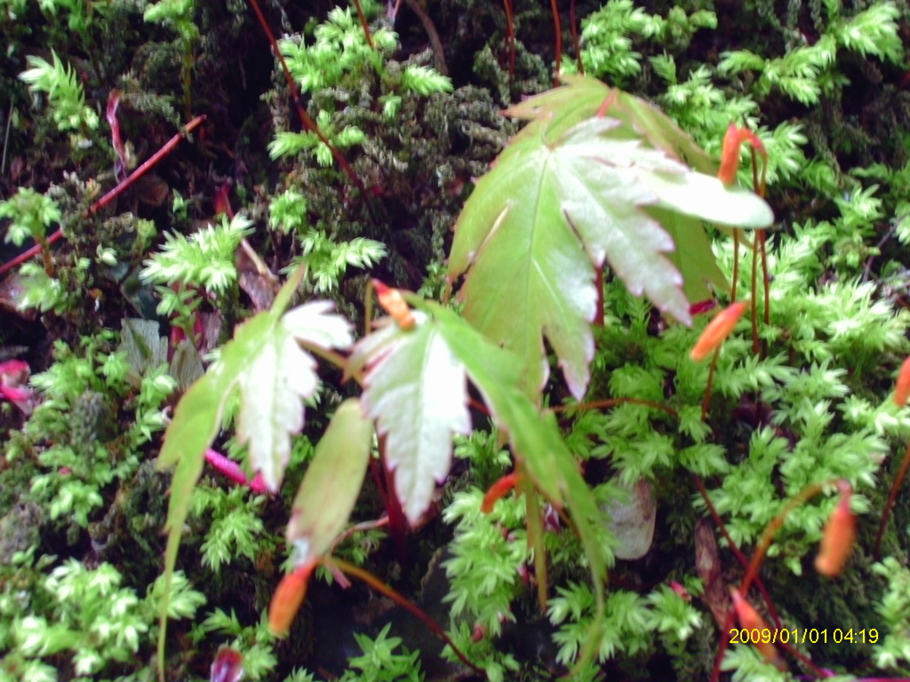 IMAG0016