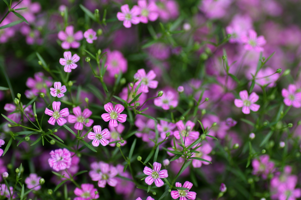 ピンクの花