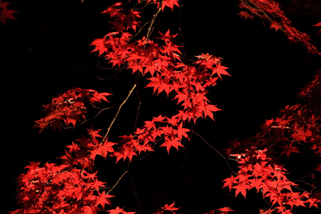 朱