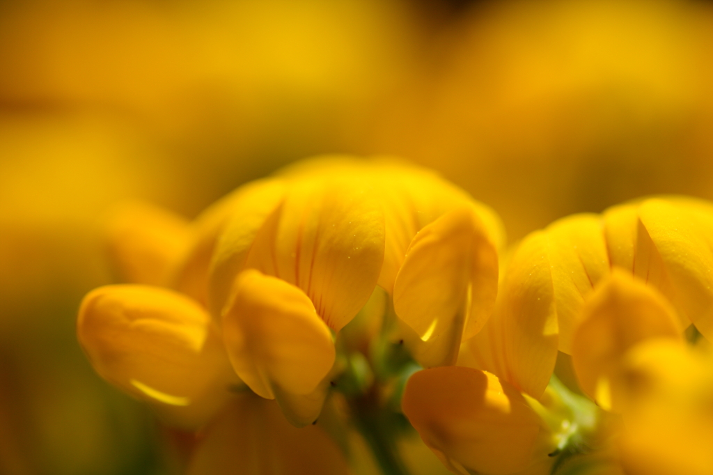 庭の花々