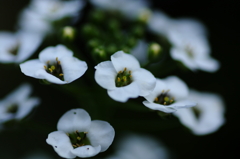 白い花Ⅰ