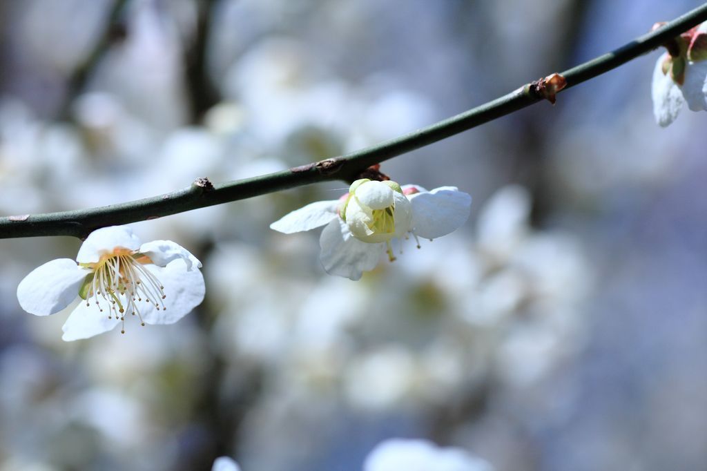 桜Ⅱ