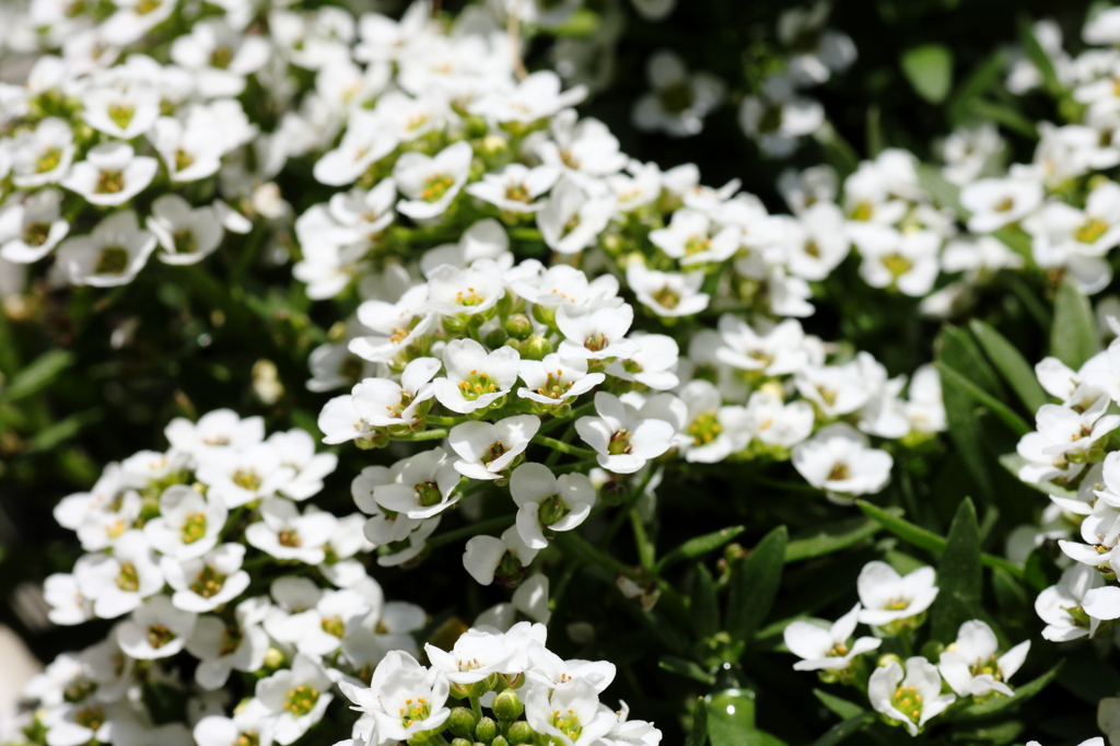 庭の花々