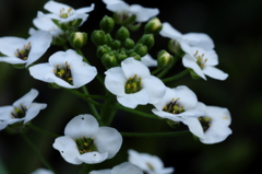 白い花Ⅱ