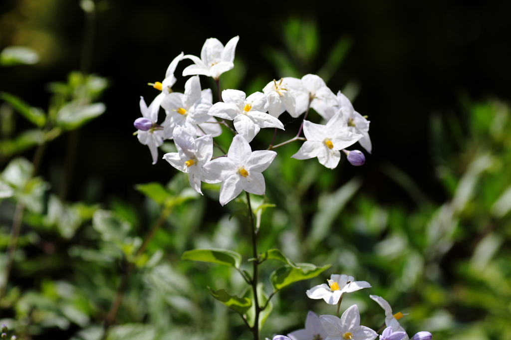 庭の花々