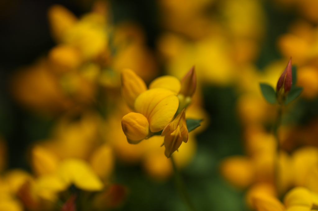 庭の花々