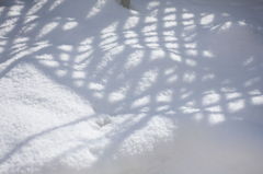 雪に写る影