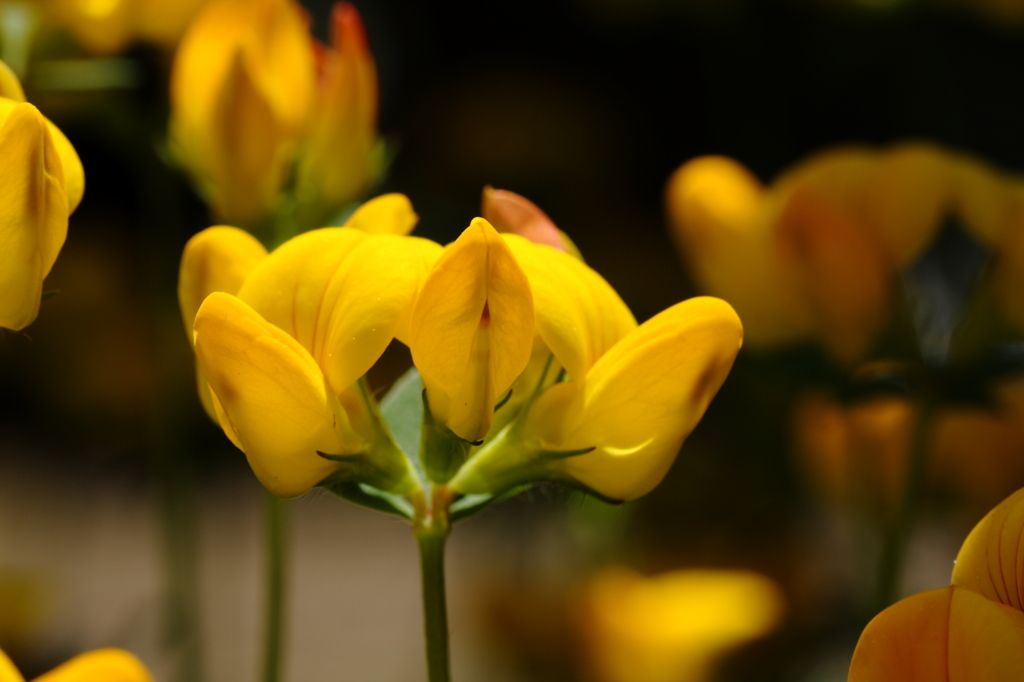 庭の花々