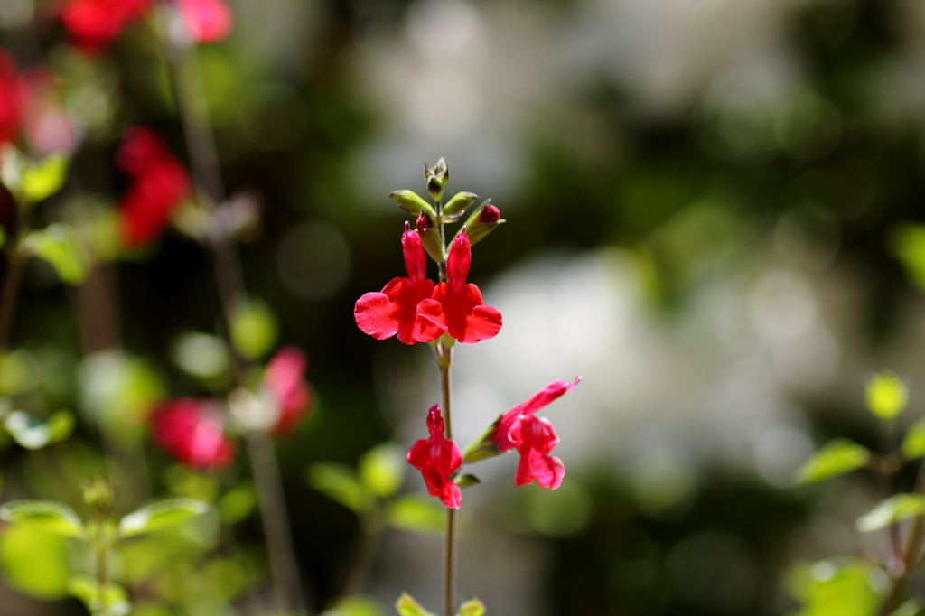 庭の花々