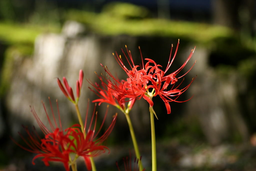 彼岸花