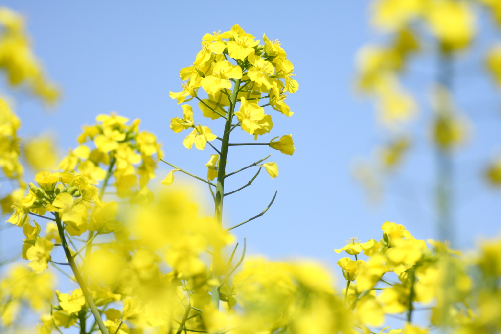 ハイキーな菜の花Ⅱ
