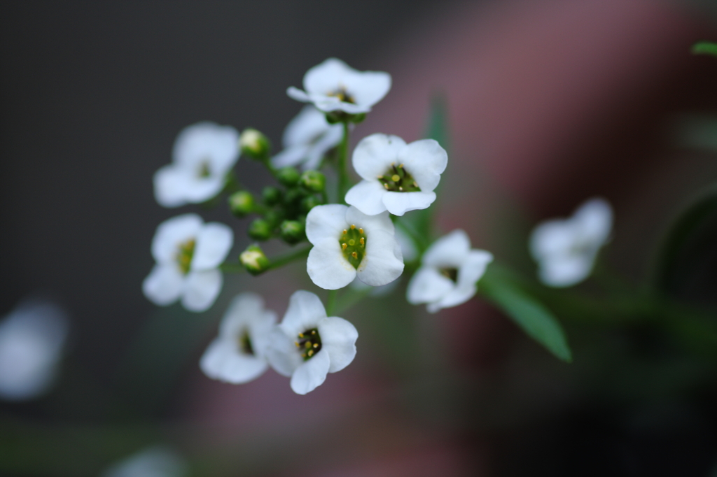 白い花Ⅲ