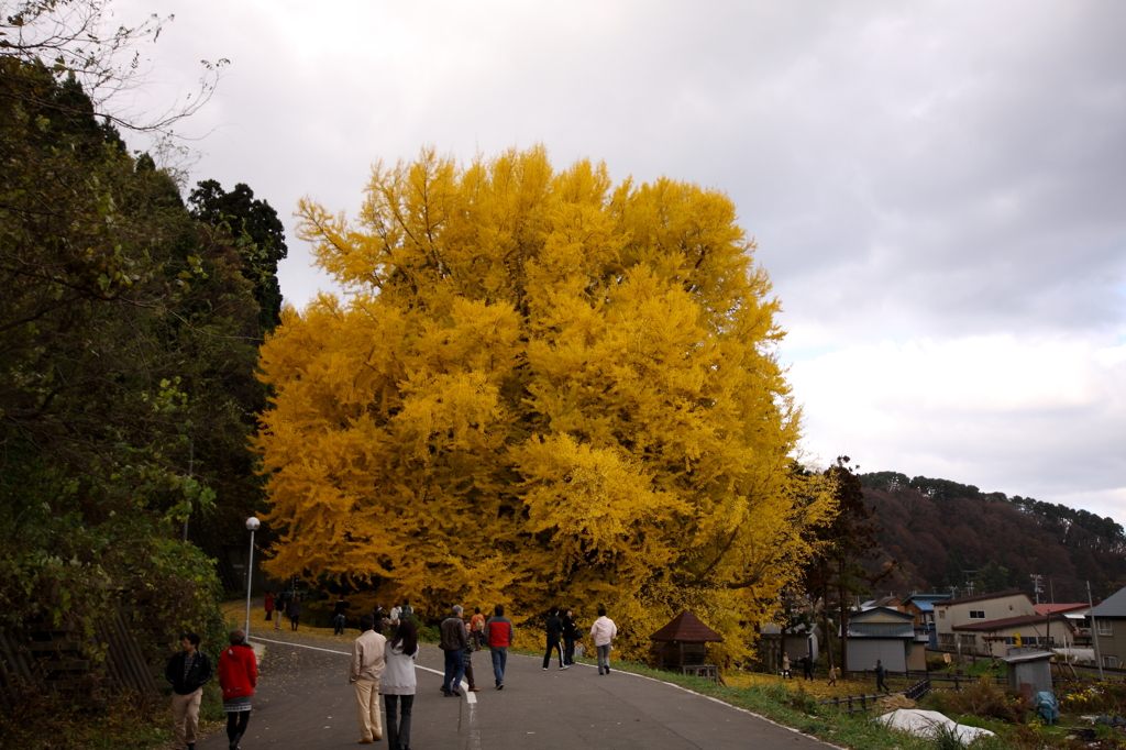 大銀杏