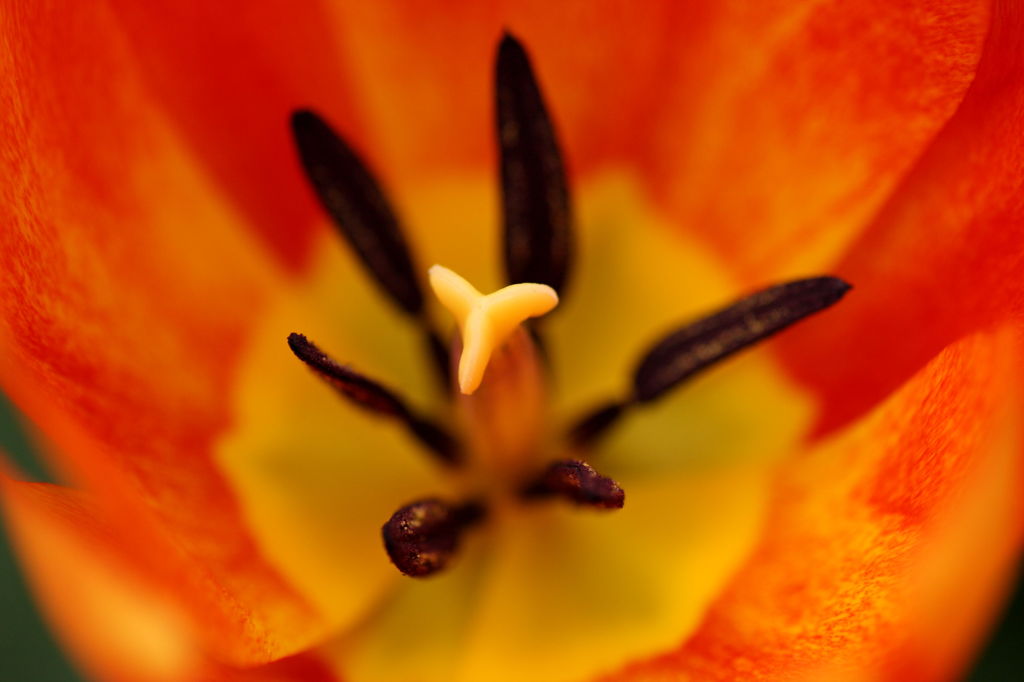 チューリップⅠ