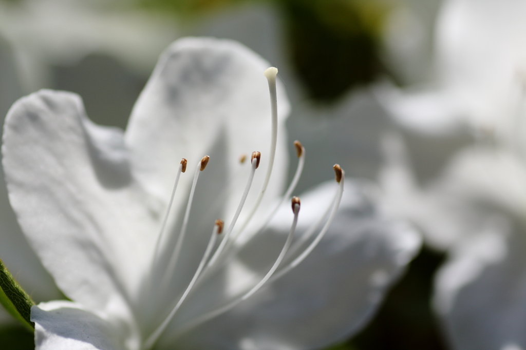 庭の花々