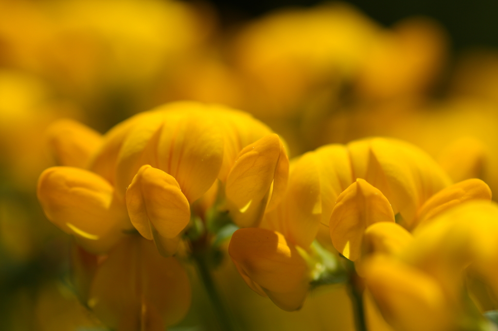 庭の花々