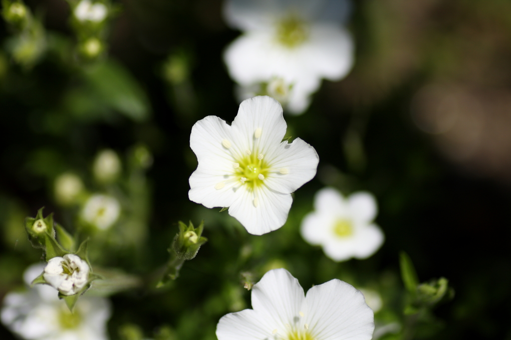 庭の花々