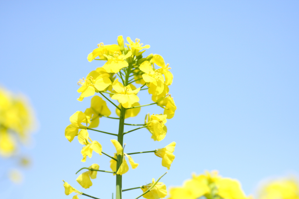 ハイキーな菜の花Ⅰ