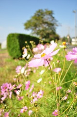 秋桜