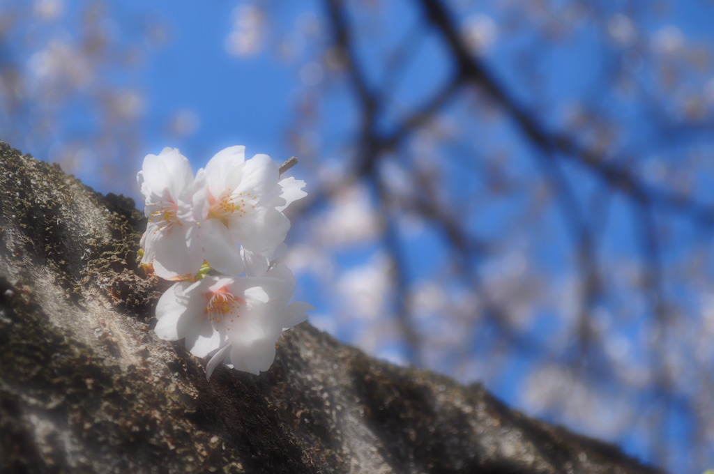 桜子