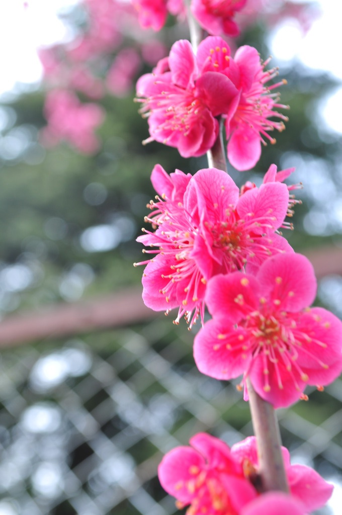 梅小花