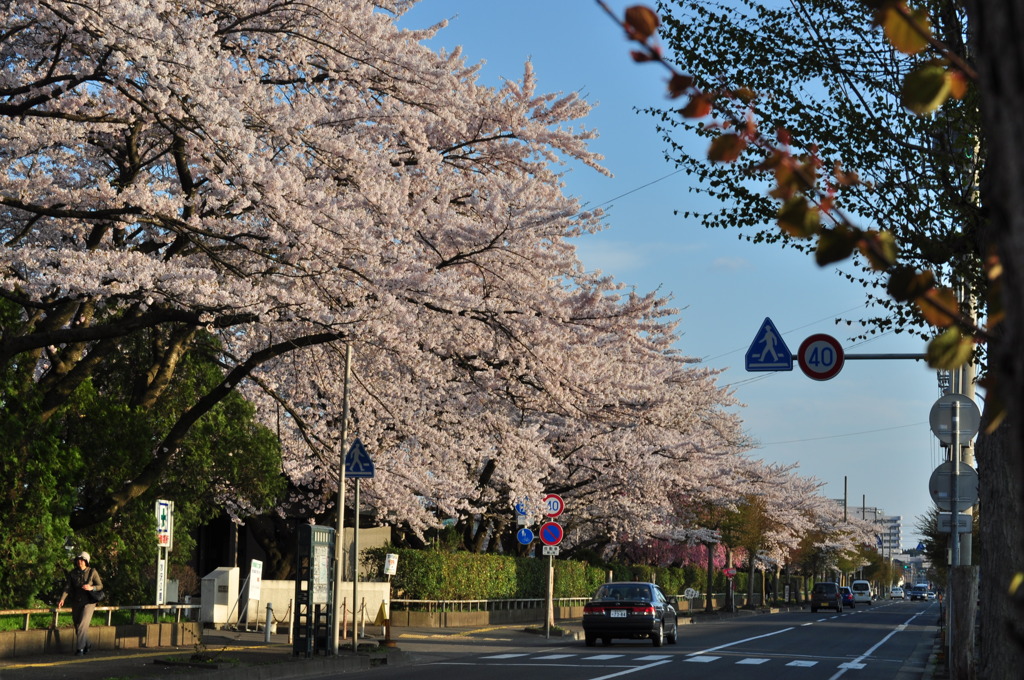 まちの桜並木