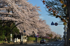 まちの桜並木