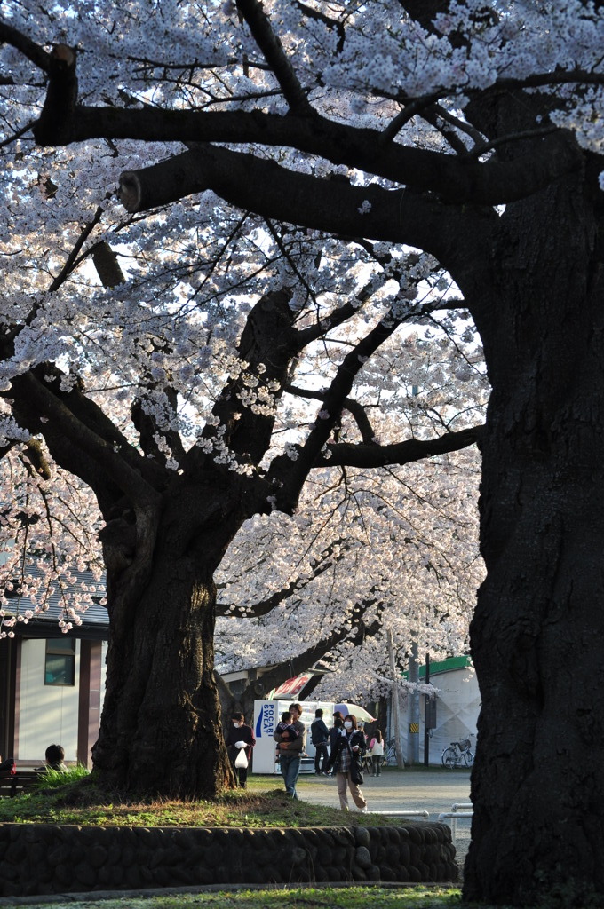 夕闇迫る桜下