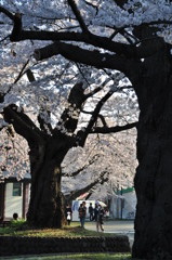 夕闇迫る桜下