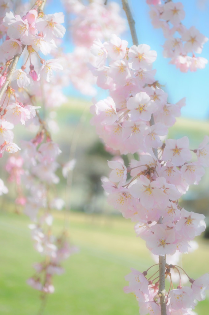 枝垂桜