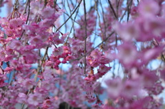 乱桜