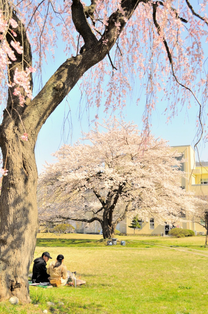 桜の時