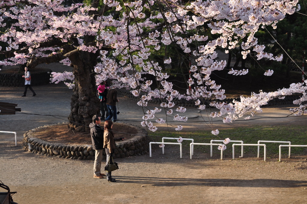 春の公園