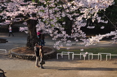 春の公園