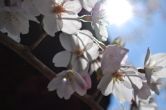 太陽と桜