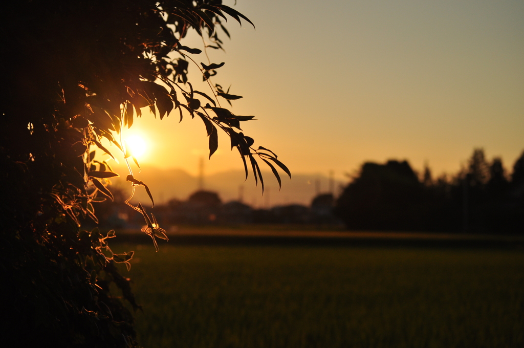 いつもの夕日