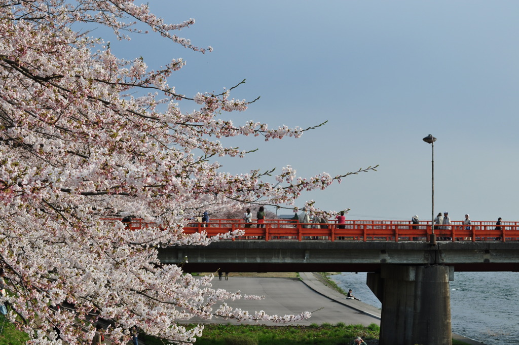 桜と橋