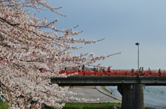 桜と橋