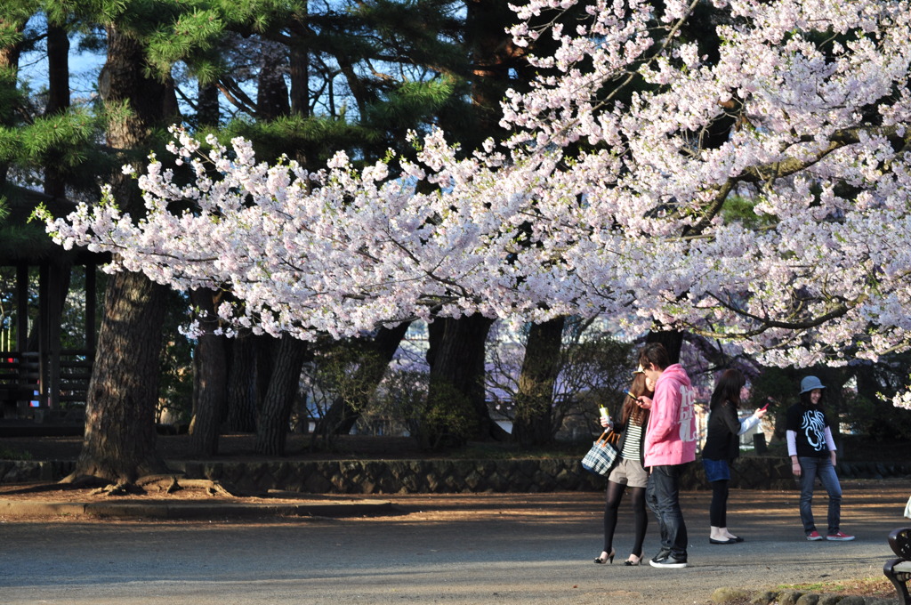 桜屋根