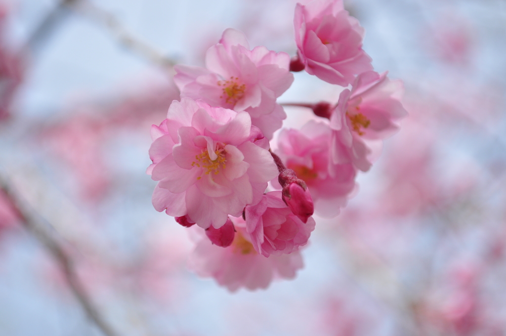 八重桜