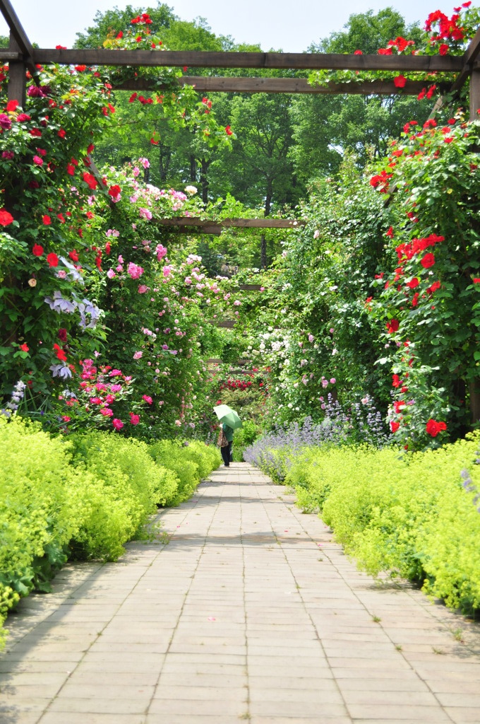 rose garden