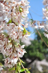 枝垂桜