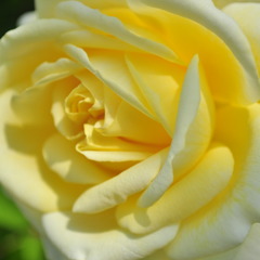 yellow rose!